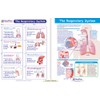 NewPath Learning Human Body Visual Learning Guide Set, Grade 6-10