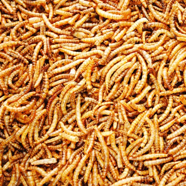 UK GROW 5 Litres Premium Dried Mealworms (5L)
