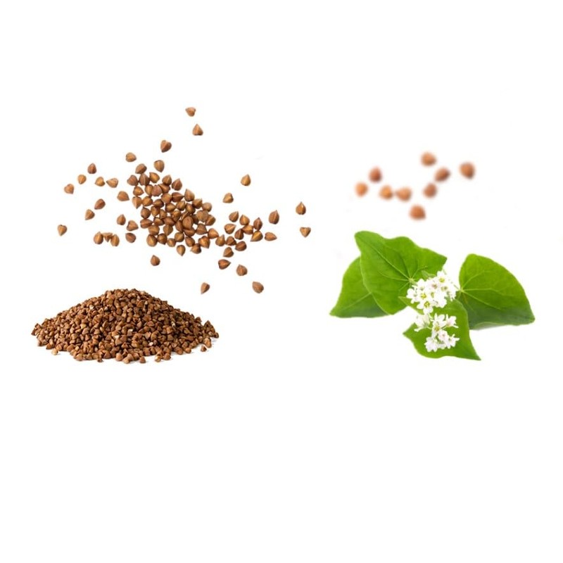 Le Pain Crispbread Buckwheat 4.41 oz (Pack of 6)