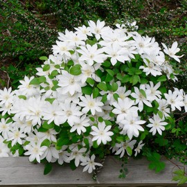 Clematis 'Henryi' Seeds Showy Deer Resistant Attracts Butterflies & Hummingbirds Ground Cover Conainer Outdoor Trellis 25Pcs Flower Seeds by YEGAOL Garden