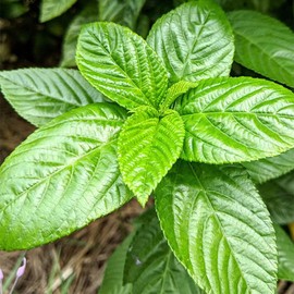 QAUZUY GARDEN Egyptian Spinach,1000 Jute Seeds Saluyot Molokhia Rau Day Non-GMO Vegetables Seeds Extremely Fast-Growing Repeat Harvest Survival Gear Food Seeds