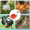 FISH DRAGATE 5 pcs automatic chicken water dispenser,pipette,with 1 hole