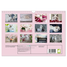 RAGDOLLS Impressions from the Nursery Wall Calendar 2025 DIN A4 Landscape CALVENDO Monthly Calendar