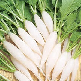 Radish Seeds - Shirahime Hatsuka Daikon - 4 Oz ~11200 Seeds - Non-GMO, Heirloom - Asian Garden Vegetable & Microgreens