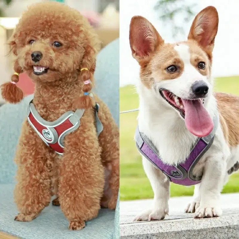 Arnés Pechera con Correa y Bandas Reflectantes para Perro Talla