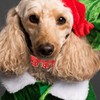 balacoo Pet Collar and Leash Combo Jingle Bell Dog Collar