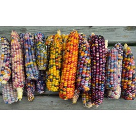 FUN AND GROW SEEDS: Seeds Flint Corn Mix Non GMO Heirloom