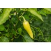 Southeast Seeds Yellow Hot Jalapeno Pepper Seeds, NON-GMO, Caloro Pepper,