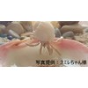 [Shell Wholesaler] Sea Shell Set, Hermit Crab House, Approx. 0.6