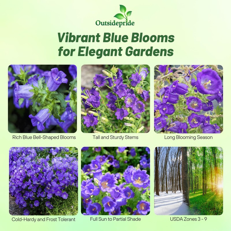 Outsidepride Medium Blue Canterbury Bells Flower Seeds - 5000 Pcs