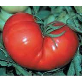Tomato, RED PONDERSOSA, Heirloom, 100 Seeds, Giant 1-2 Pound Fruit