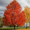 Tree Sun Valley Red Maple Tree - 8-14" Tall -