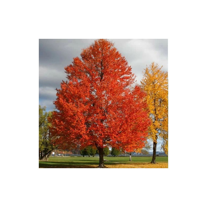 Tree Sun Valley Red Maple Tree - 8-14" Tall -
