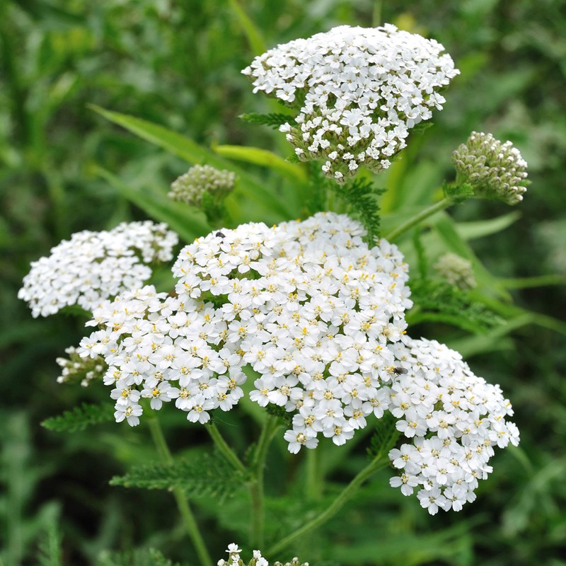 Outsidepride Yarrow White Wildflower - 1/4 LB