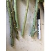 Tree 5 Sweet Laurel Bay Tree Plant Cuttings. Free US