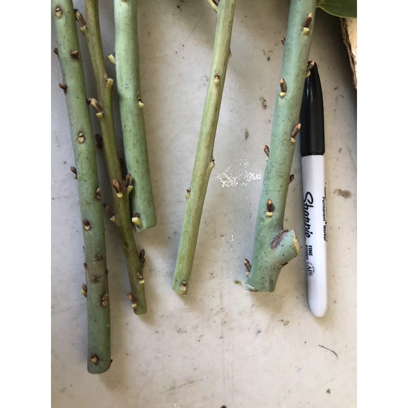 Tree 5 Sweet Laurel Bay Tree Plant Cuttings. Free US