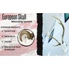 Large European Mount Hanger | Skull Bracket by Dead On