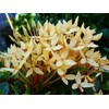 Yellow Dwarf IXORA Miniature Taiwanensis Tropical Low Growing Flowering Shrub