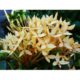 Yellow Dwarf IXORA Miniature Taiwanensis Tropical Low Growing Flowering Shrub Live Plant Starter Size 4 Inch Pot Emerald tm