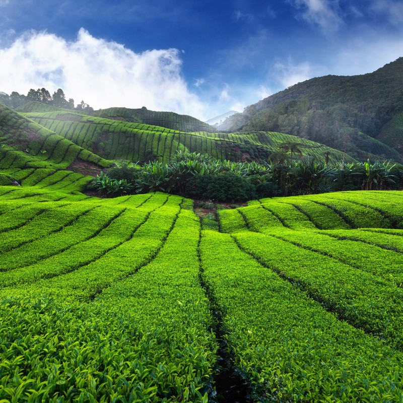 USDA Organic Nilgiri South Indian Loose Leaf Black Tea 1