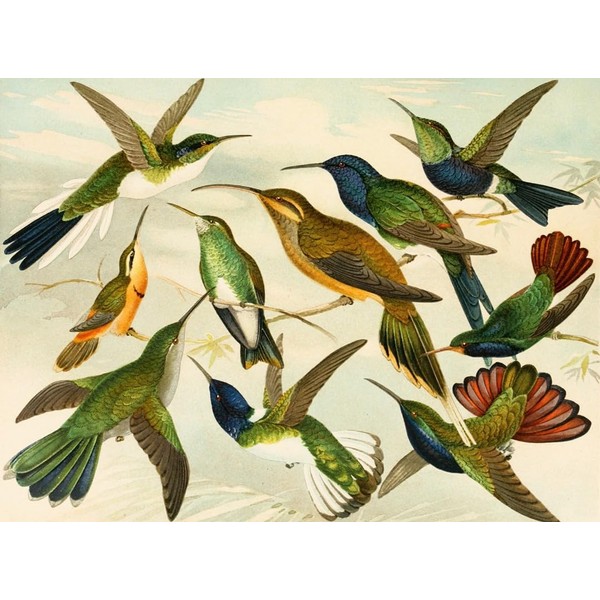 Beija-flores (1900-1906) Poster Print by Emil August Göldi (18 x