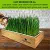 ZESTIGREENS Organic Cat Grass Seeds - Non-GMO Blend of Wheat,