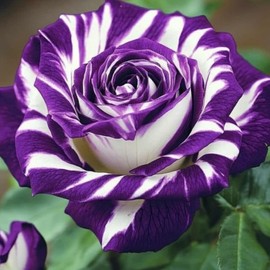 300+ Mixed Rare Rose Seeds for Planting Flower Bush Perennial Shrub Hybrid Rose Non-GMO Heirloom Flower Garden Home