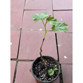 Grapevine Kyoho Grape 7” With Pot Seedling Live Plant Ready To Plant