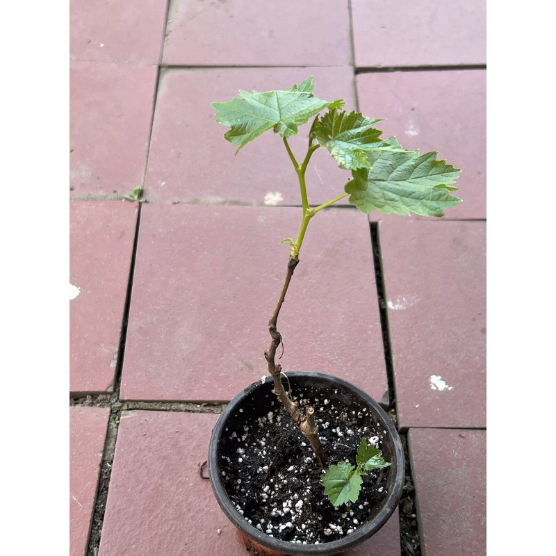 Grapevine Kyoho Grape 7” With Pot Seedling Live Plant Ready