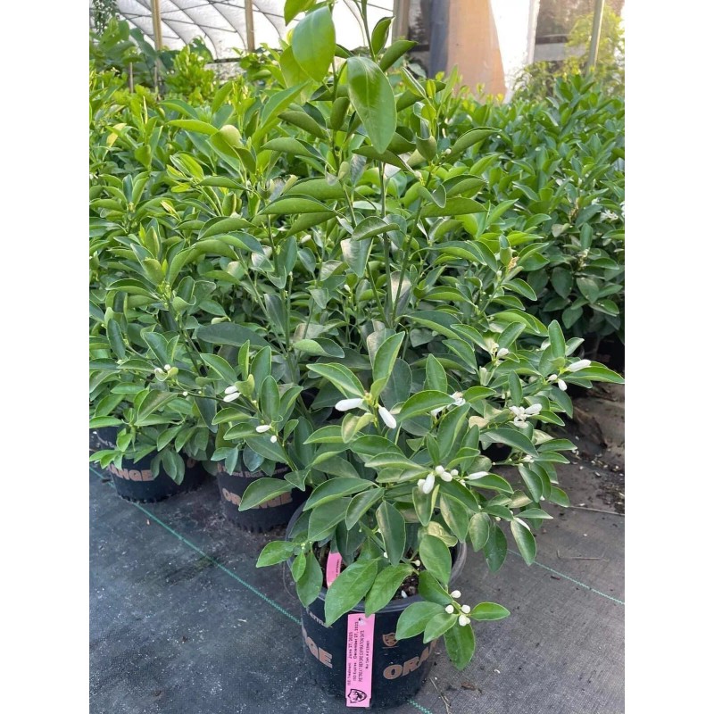 Tree 3Gal Fruiting CALAMANSI/ CALAMONDIN Sour Citrus Airlayered Bush Tree