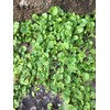 Fukkaen Seedlings, Daikandra Seeds (Coat Seeds), Pack of 3.4 fl