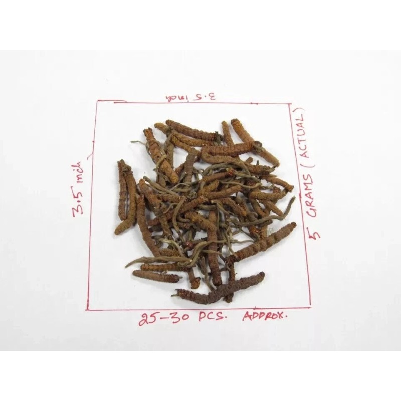 Pure 5 GM PURE CORDYCEPS SINENSIS wild US stock Fedex