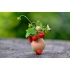 Seeds Wild Strawberry Alexandria 100+ Seeds to Grow Perennial