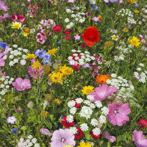 Hummingbird & Butterfly Wildflower Seed Mix - 5 Lbs Bulk