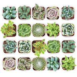Shop Succulents Mixed Succulent Plant Pack 2" Grow Pot Pack of 20