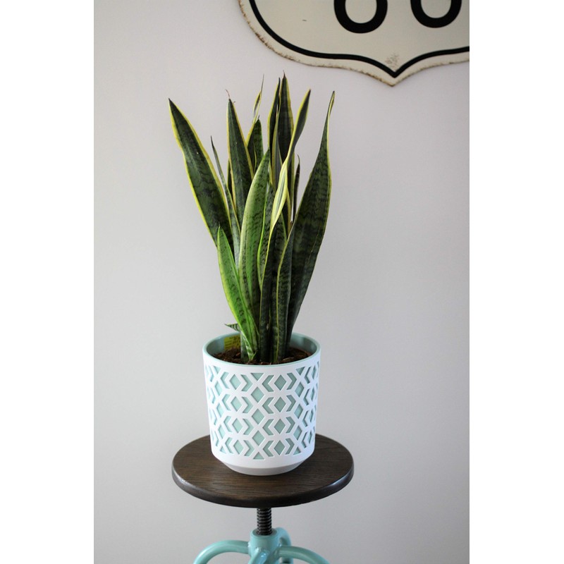 Tymar Flower Pot, Set of 2, Round Shape, Planter (Black/Gold,