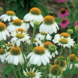 Eden Brothers Coneflower Seeds - PowWow White