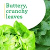 Bonnie Plants Buttercrunch Lettuce 19.3 oz. 4-pack