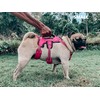 Tuff Pupper Escape Proof No Escape Dog Harness | 5