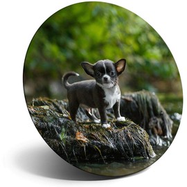 Destination Vinyl ltd Magnet for Refrigerator, Fridge - Cute Baby Chihuahua Dog Puppy for Office, Cabinet and Whiteboard, Magnetic Stickers, 44753