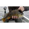 FISHIN ADDICT 3 pack CRAY CRAY Crayfish Creature Bait fishing