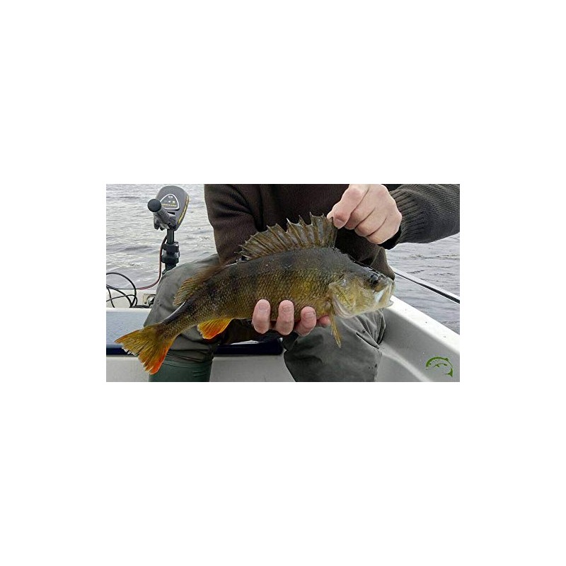 FISHIN ADDICT 3 pack CRAY CRAY Crayfish Creature Bait fishing