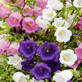 KIRA SEEDS - Canterbury Bells - Cup and Saucer Vine - Biennial Flowers for Planting - GMO Free