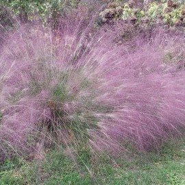 Outsidepride Love Grass Purple - 500 Seeds
