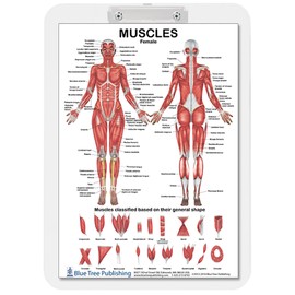Blue Tree Publishing Muscle Anatomy for Female and Male Dry Erase Clipboard two sided