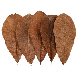 Gatuida 20pcs Dried Leaf Sushi Plate Decor Natural Ornament for Sashimi Presentation for Baking and Cuisine Decoration Aesthetic Japanese Style Leaf Embellishment