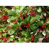 Dahoon Holly Tree | 3 Live Plants | Ilex Cassine