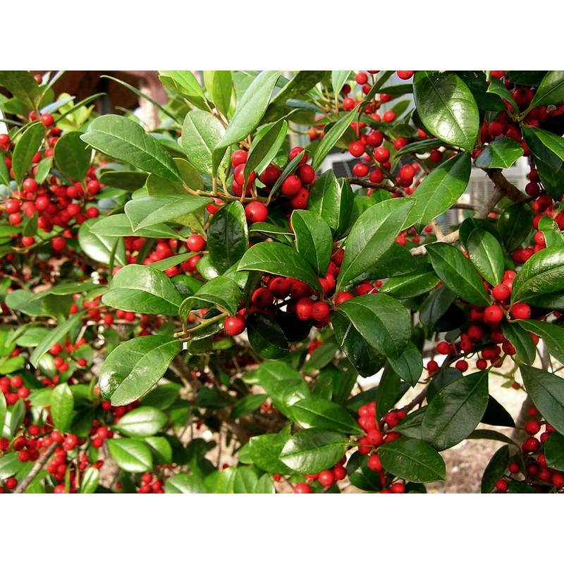 Dahoon Holly Tree | 3 Live Plants | Ilex Cassine