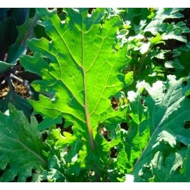 Ohio Heirloom Red Russian Kale Seeds for Planting - Premium Heirloom Non-GMO Variety with 85% Germination, Great Gift for Home Garden, 500+ Seeds