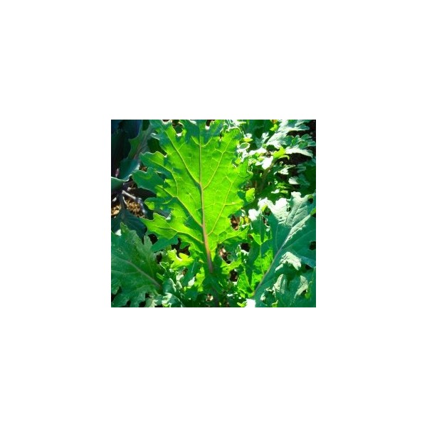 Ohio Heirloom Red Russian Kale Seeds for Planting - Premium